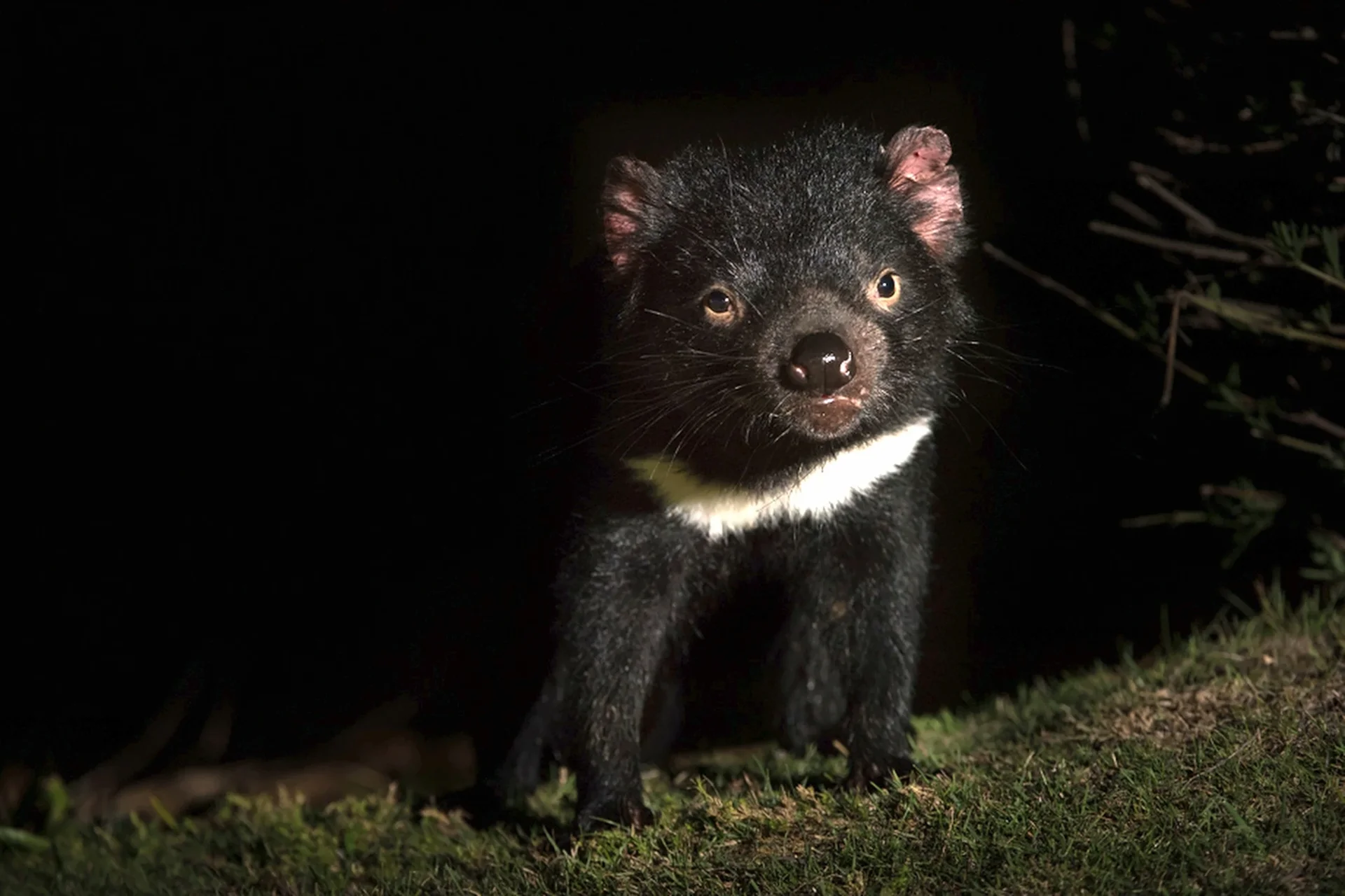A Tasmanian devil standing on grass beside dark foliage.