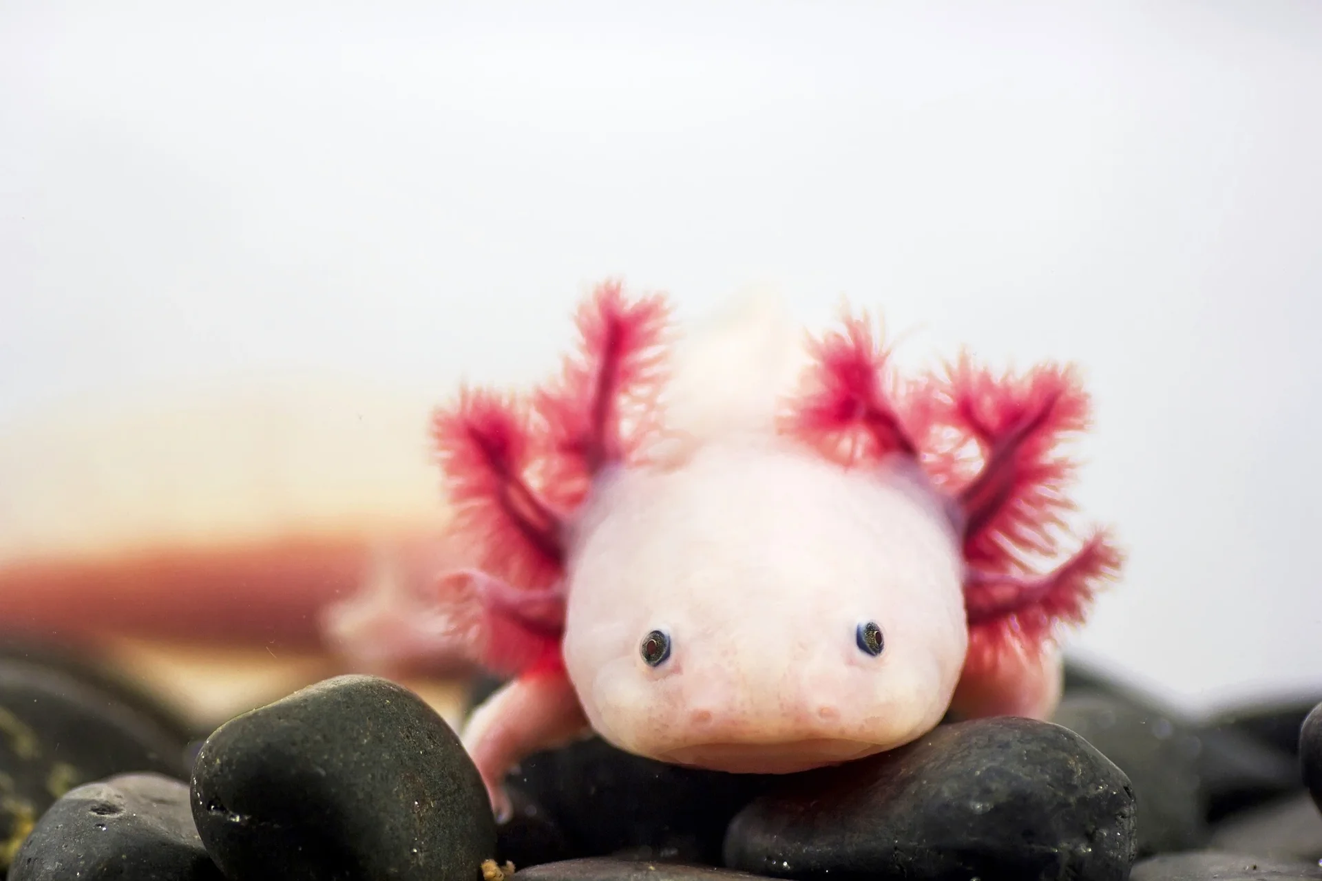 A pale axolotl with pink feathery gills resting on dark pebbles.