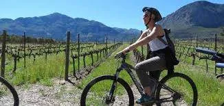A cyclist rides a vineyard path in the Franschhoek valley.