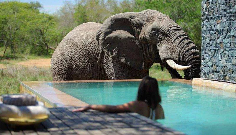 An elephant stands beside a lodge swimming pool at Phinda.