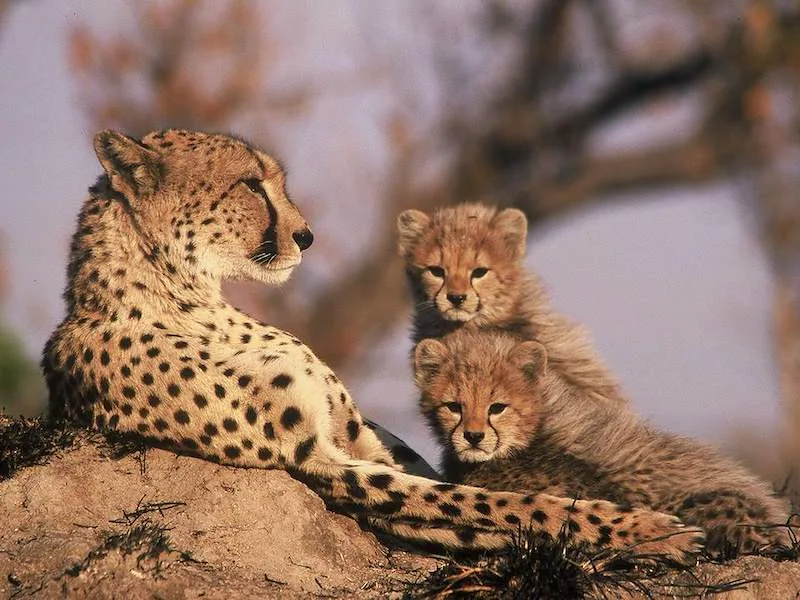 A cheetah and cubs rest in savanna grass at sunset.