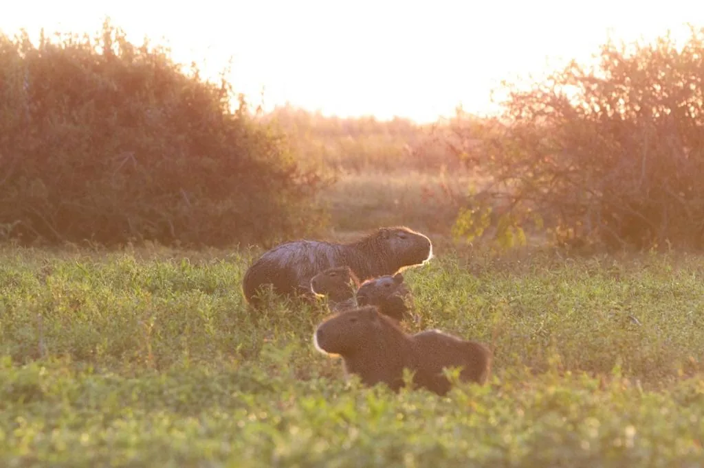 Capybaras graze in golden light along a grassy wetland.