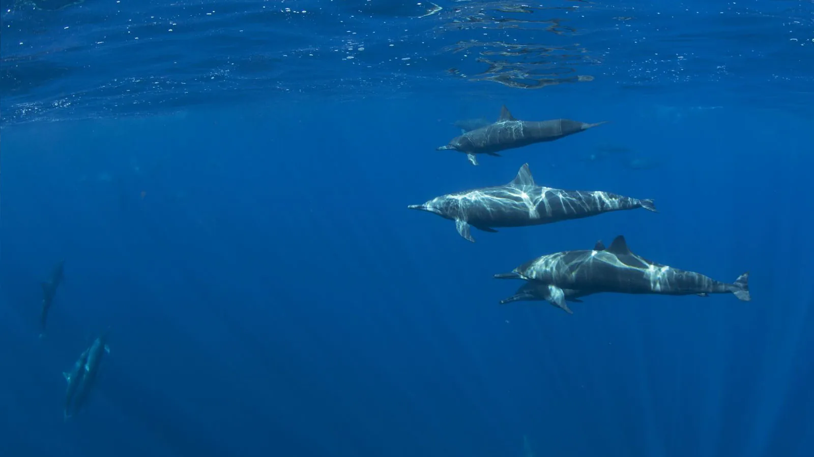 Spinner dolphins swim just below the ocean's surface.