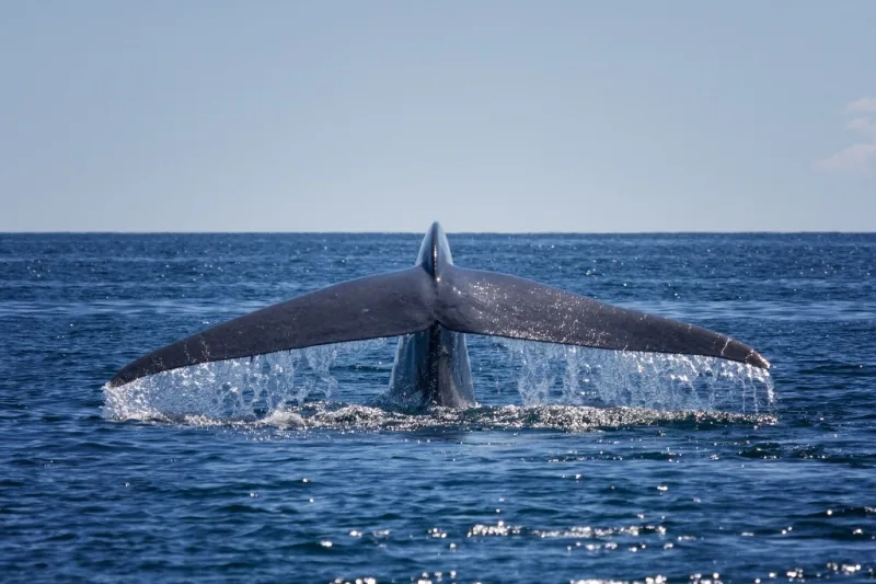 Blue whales move below the ocean's surface.