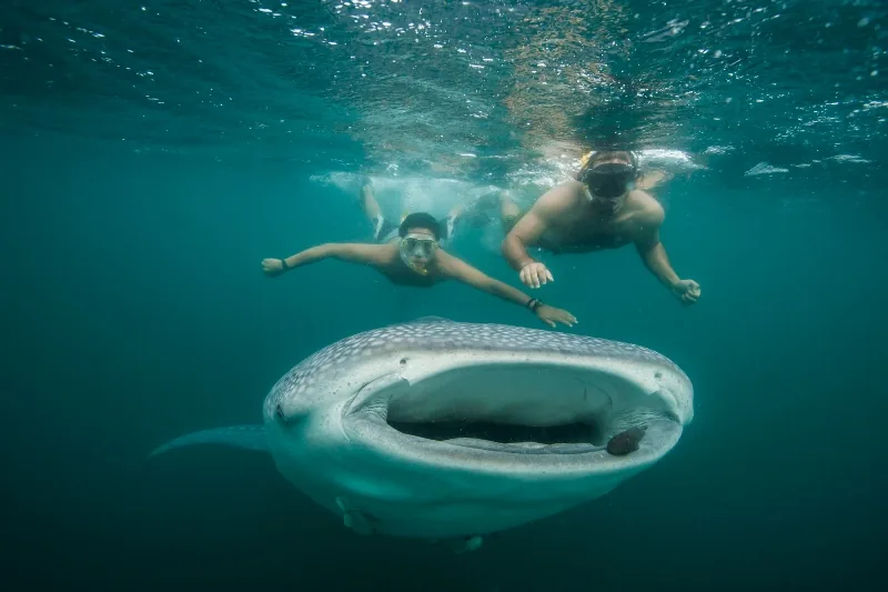 A whale shark swims near a diver in clear blue water.