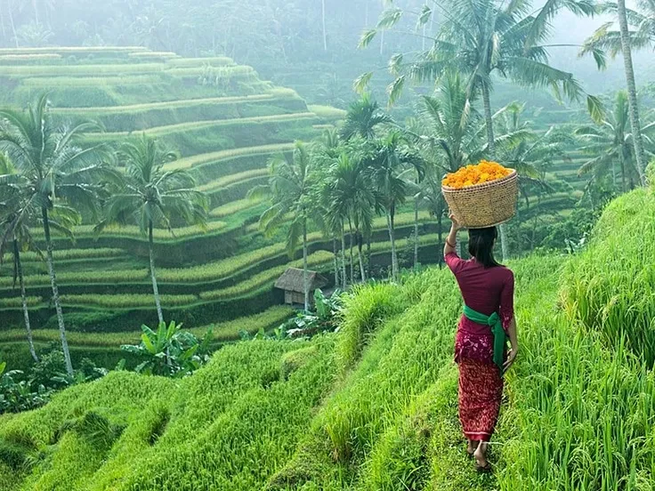 A person carrying a basket along lush green terraced rice fields in Bali.