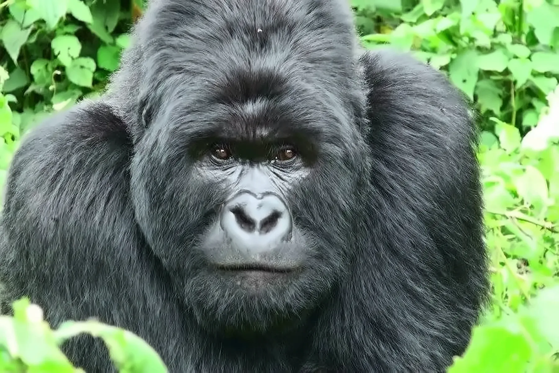 A silverback gorilla looking toward the camera among green leaves.