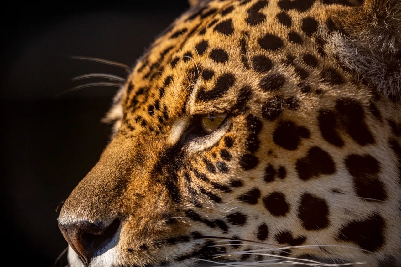 Close-up profile of a jaguar, showing its eye, whiskers and spotted coat