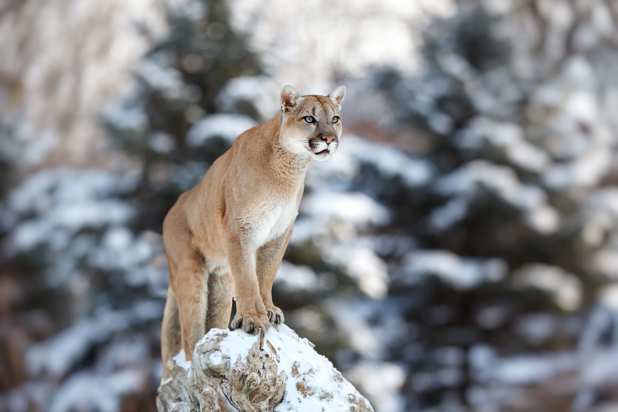 A puma standing on a snow-covered fallen tree in a snowy woodland