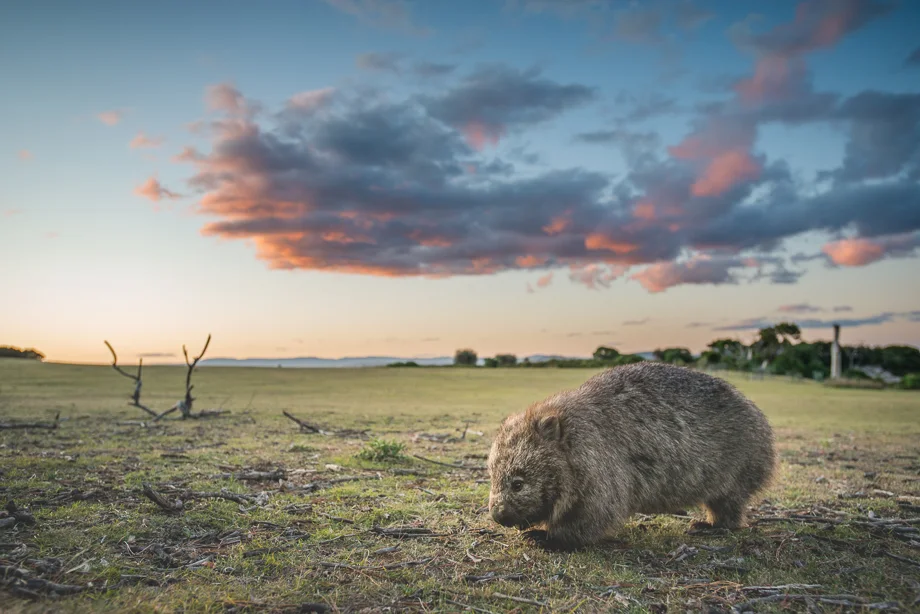 A wombat grazing in open grassland beneath a colourful evening sky.