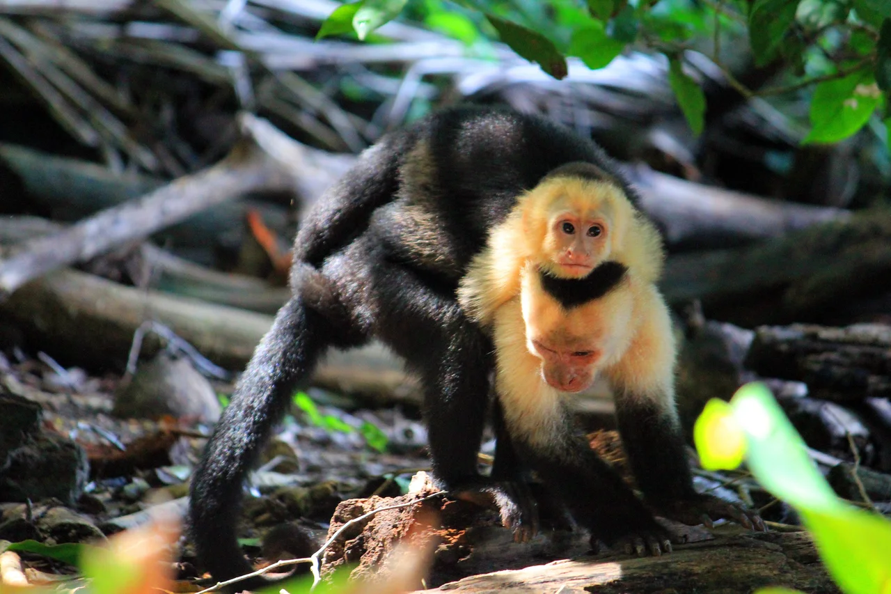 A white-faced capuchin monkey among branches and green foliage.