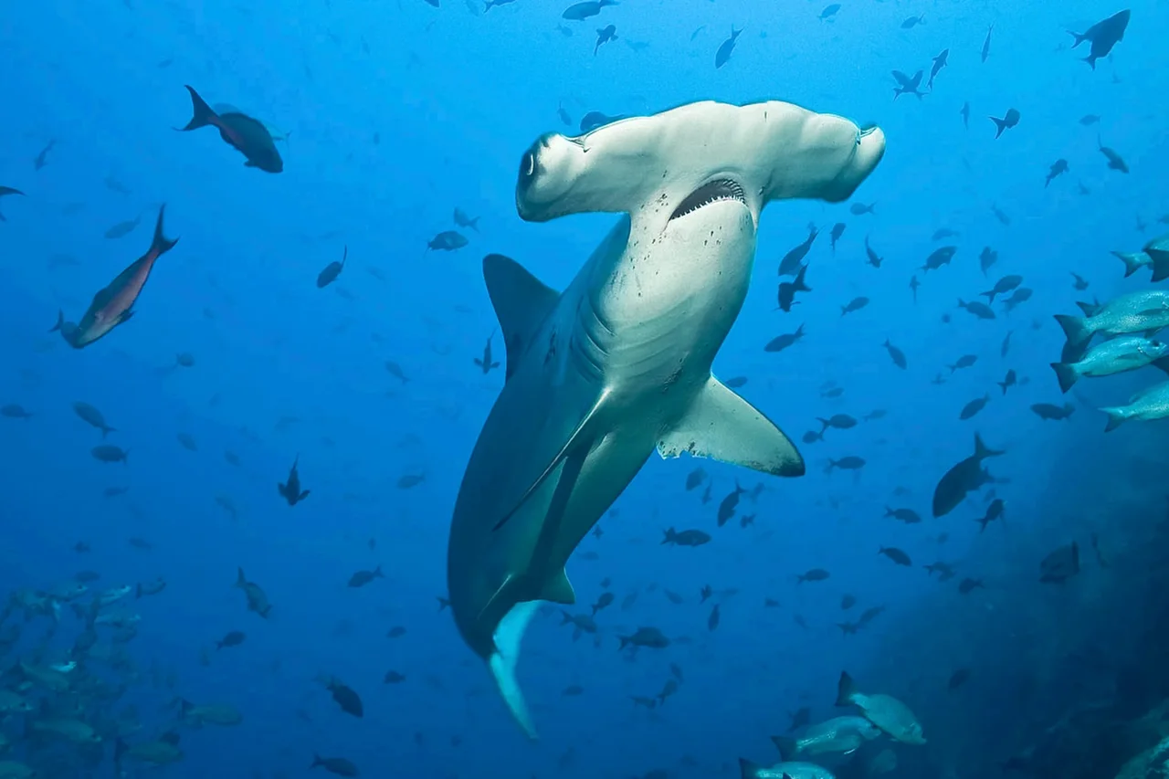 A hammerhead shark swimming among fish in blue water.