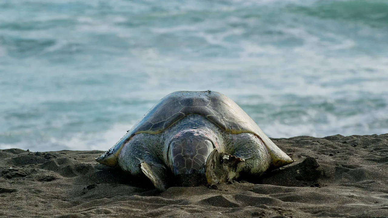 A sea turtle resting on sand beside the water.