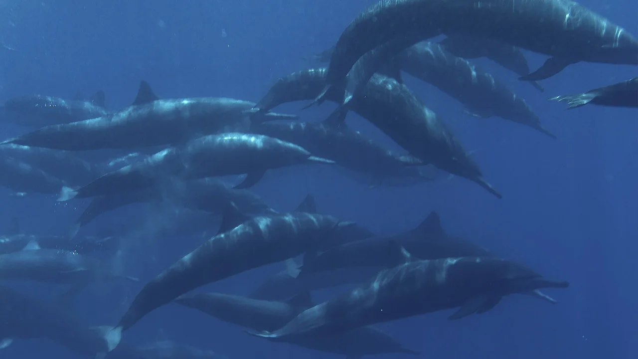 A pod of dolphins swimming together underwater.