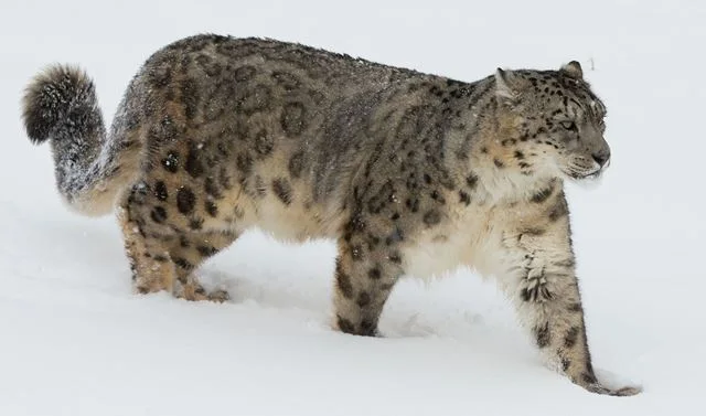A snow leopard walking through snow with its long tail raised.