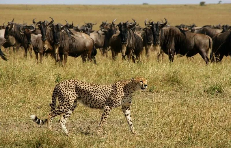 A cheetah walking in front of a herd of wildebeest.