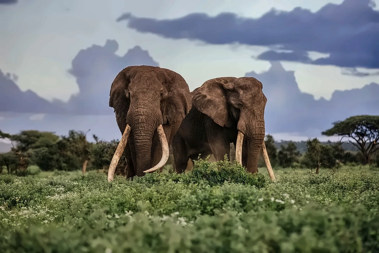 Two elephants with long tusks standing in green scrubland.