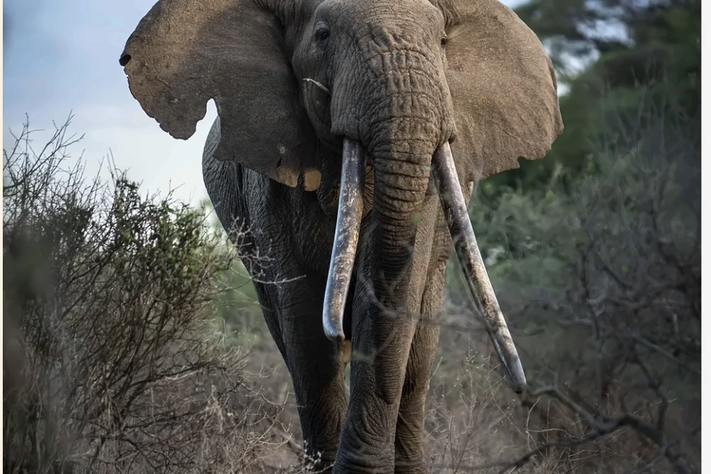 An elephant with long tusks standing among trees.