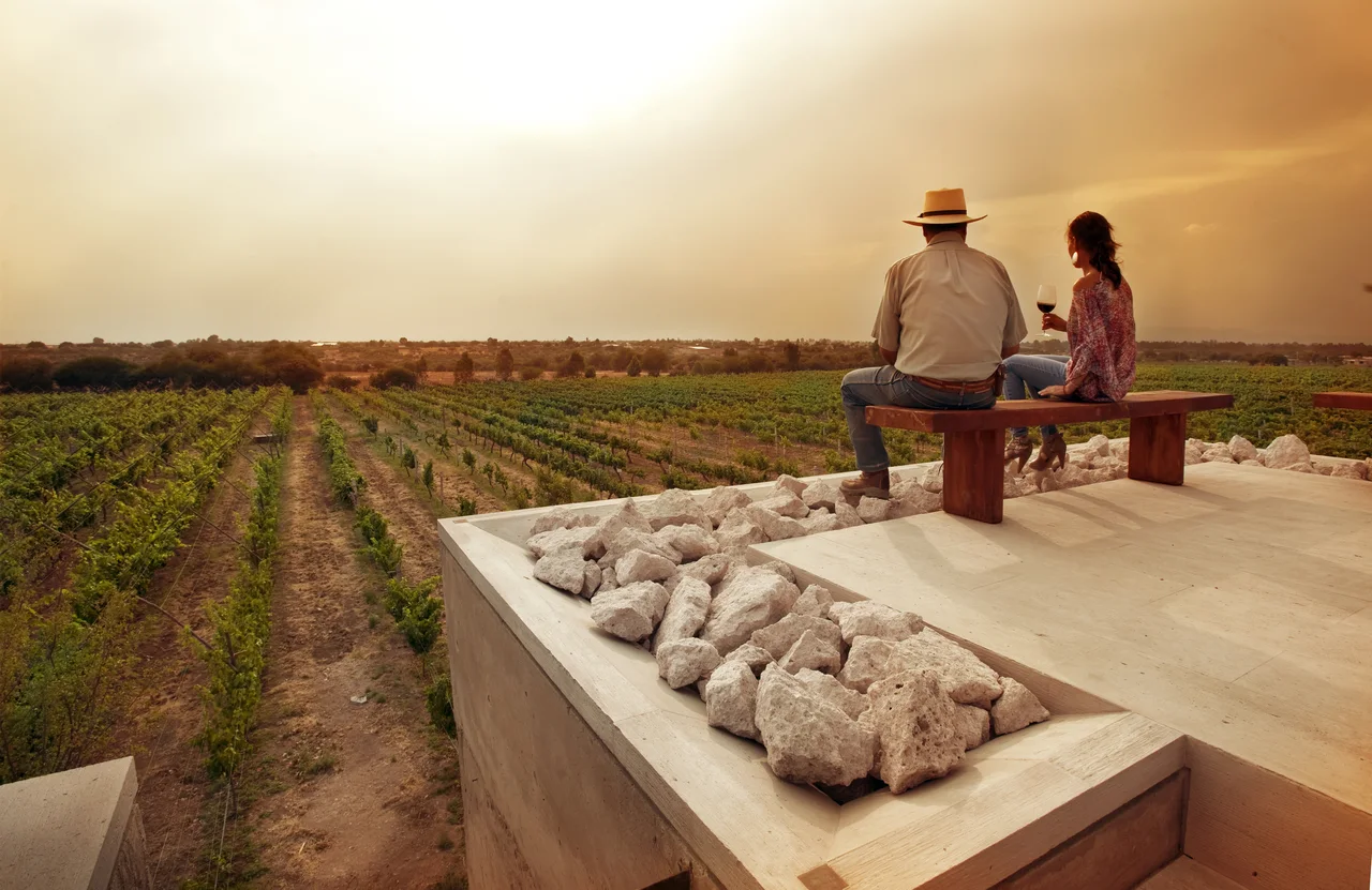 Two people seated beside rows of vines in golden evening light.