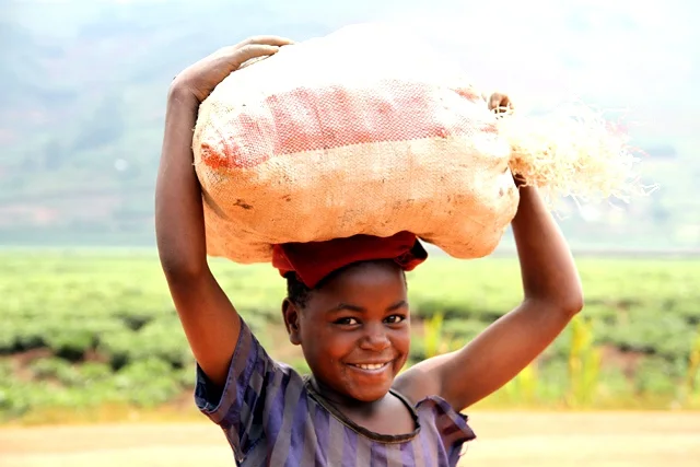 A person carrying a large pale sack on their head in a green rural landscape.