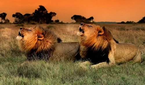 Two male lions resting in grass at sunset.