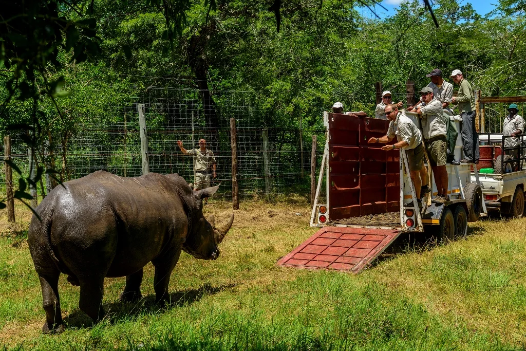 A rhinoceros beside a lowered transport ramp, with a field team standing on the vehicle.