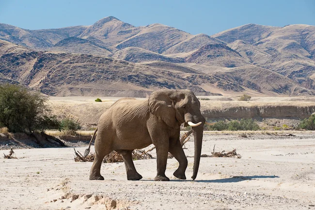 An elephant walking across a dry riverbed beneath rocky mountains.