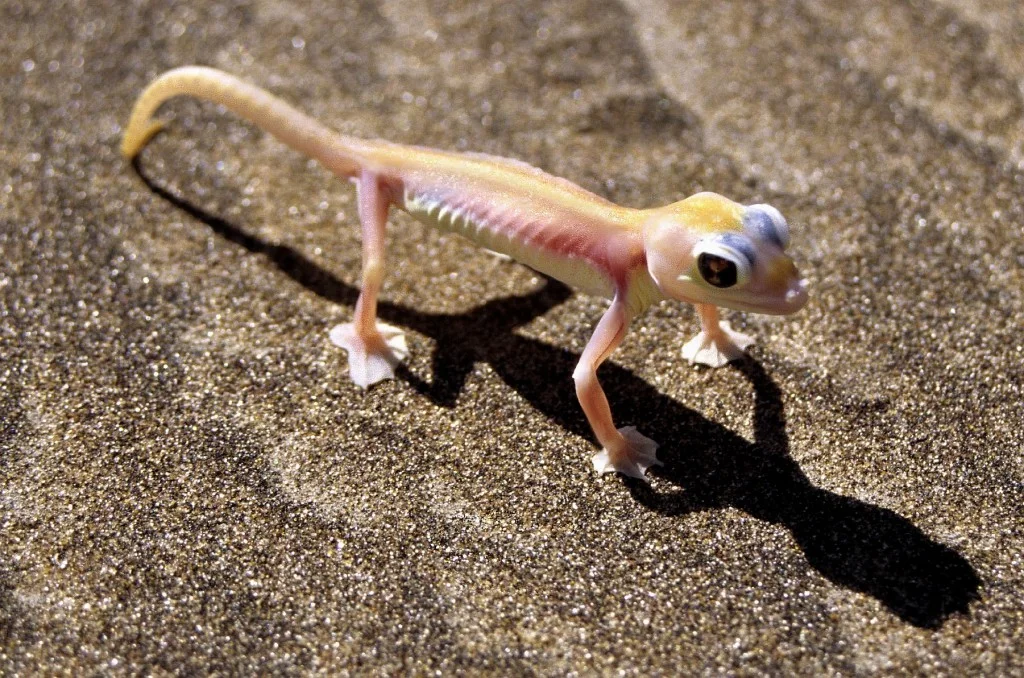 A small gecko standing on desert sand.