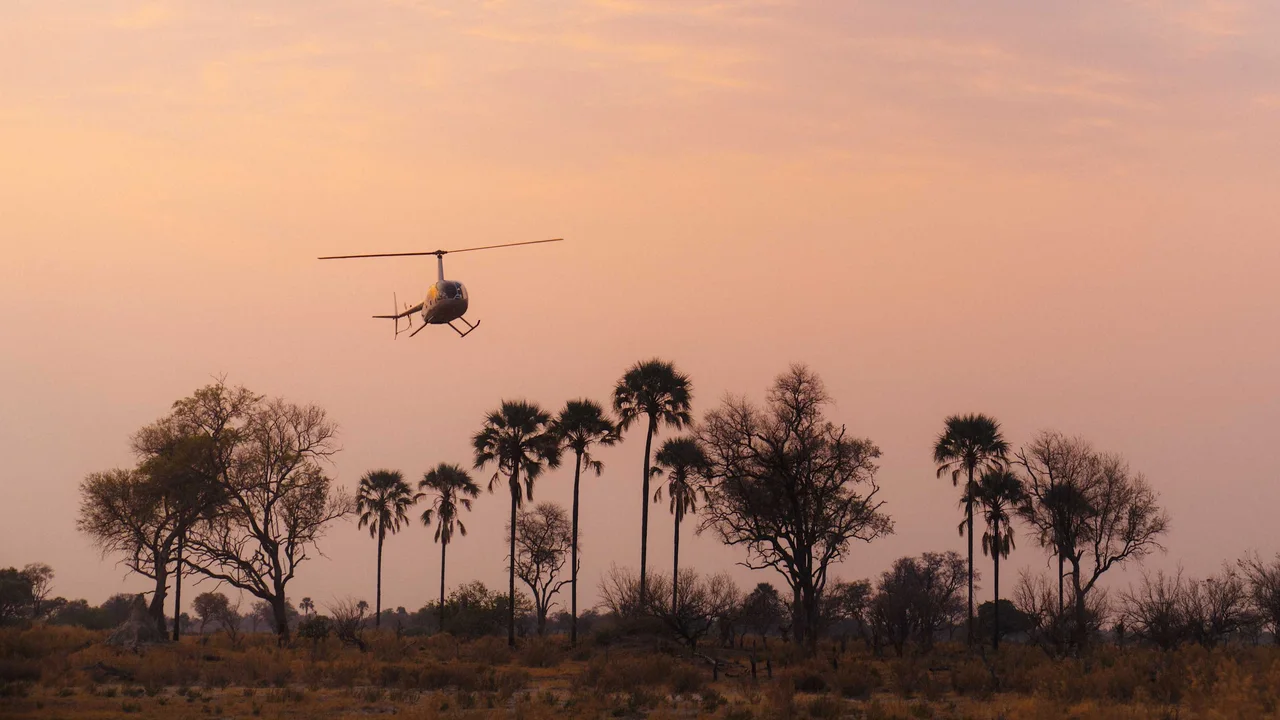 A helicopter flying above palm trees at sunset.