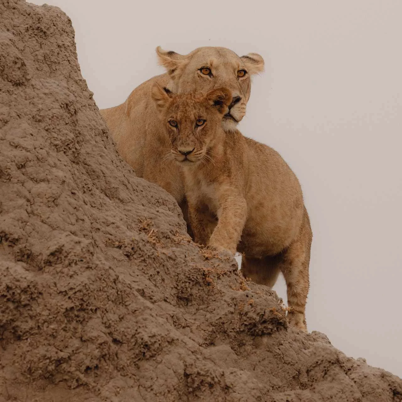 A lioness and cub resting beside a tree.