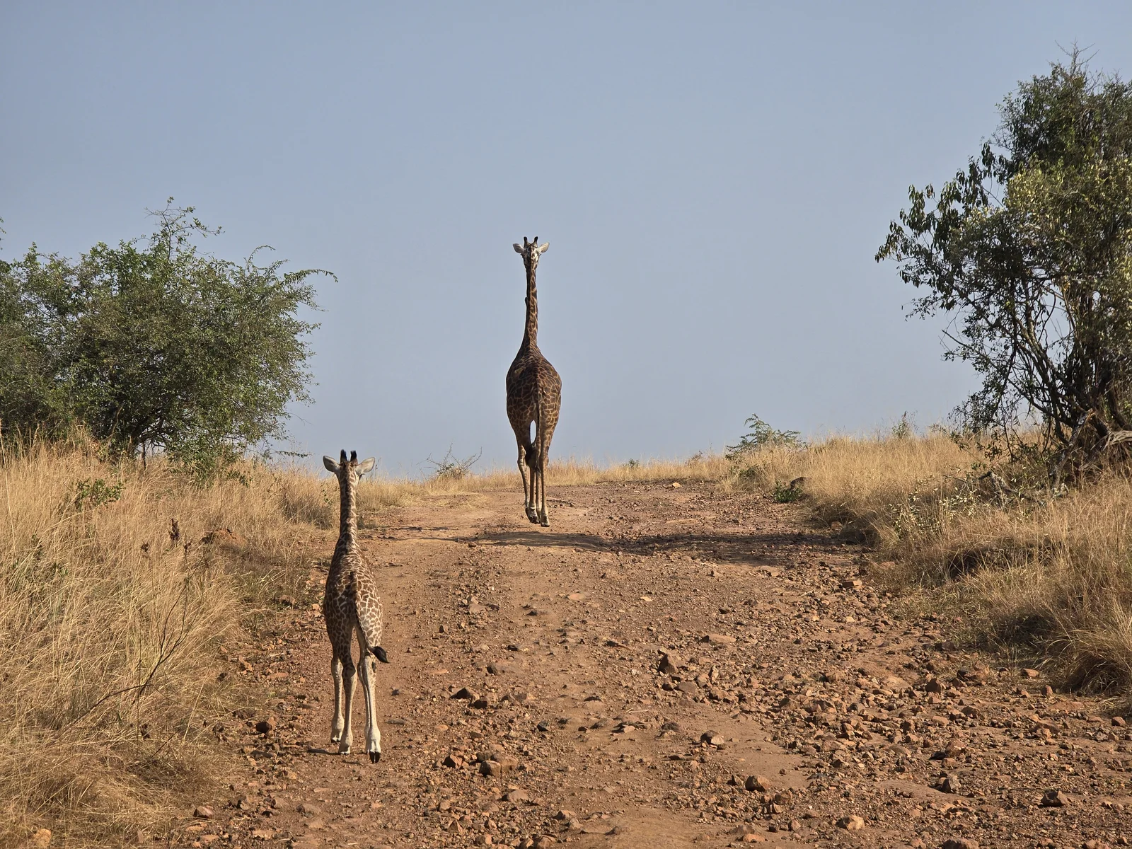 Two giraffes walk along a dry track bordered by scattered trees.