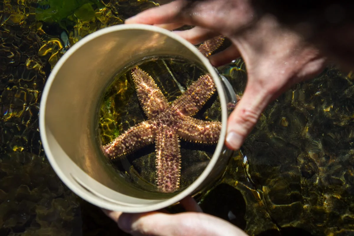 A hand holds a large sea star in a white bowl above shallow water.