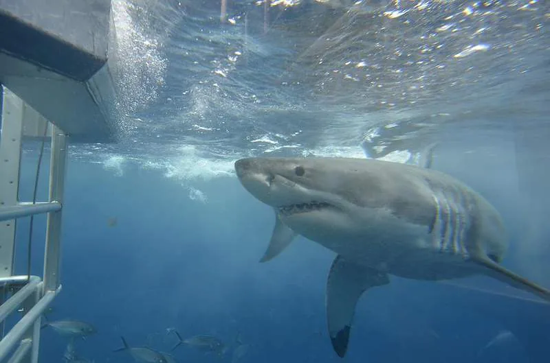A whale shark swims just beneath the sea surface beside a boat ladder.