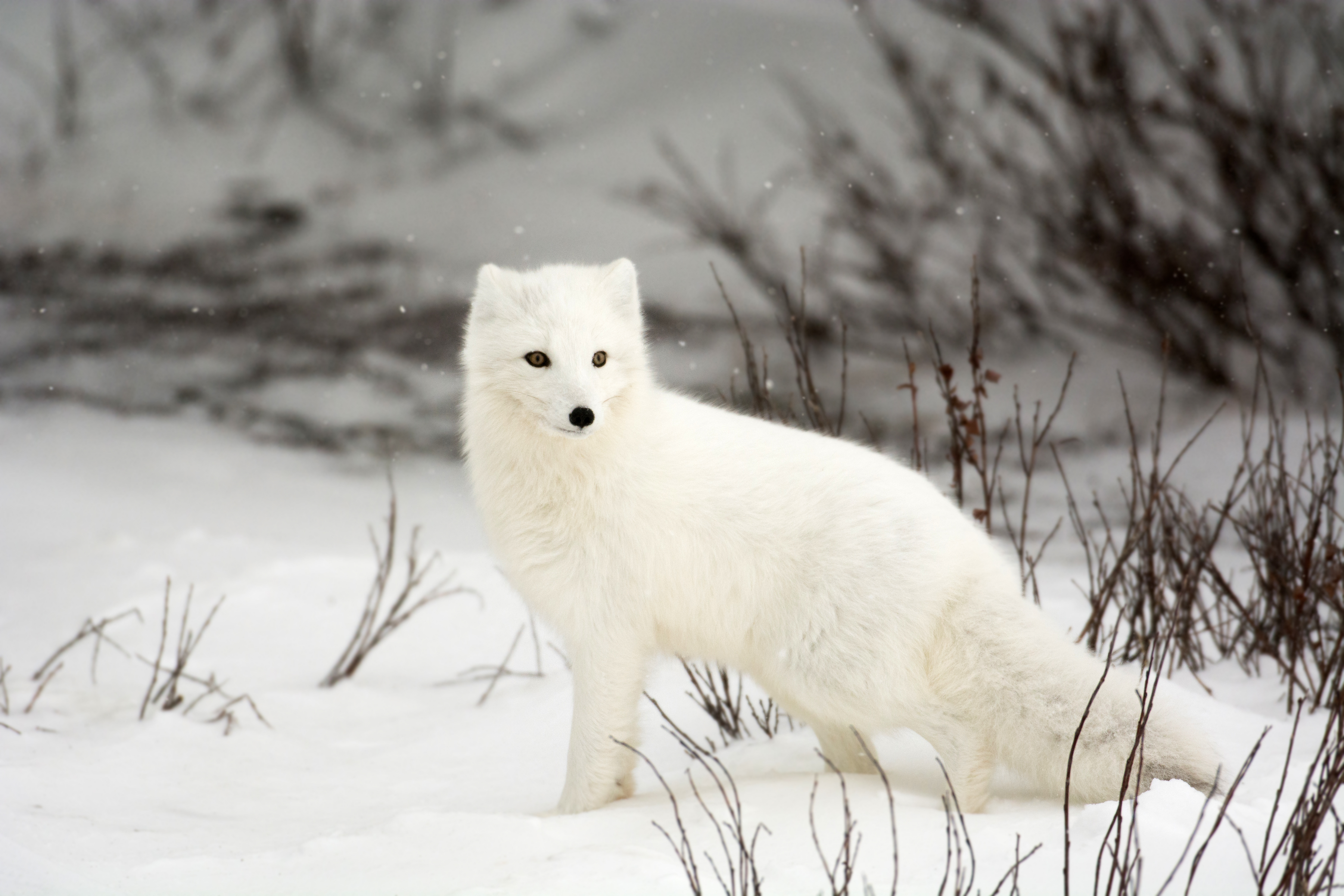 Arctic fox in snow, illustrating a conservation tracking journey in Iceland