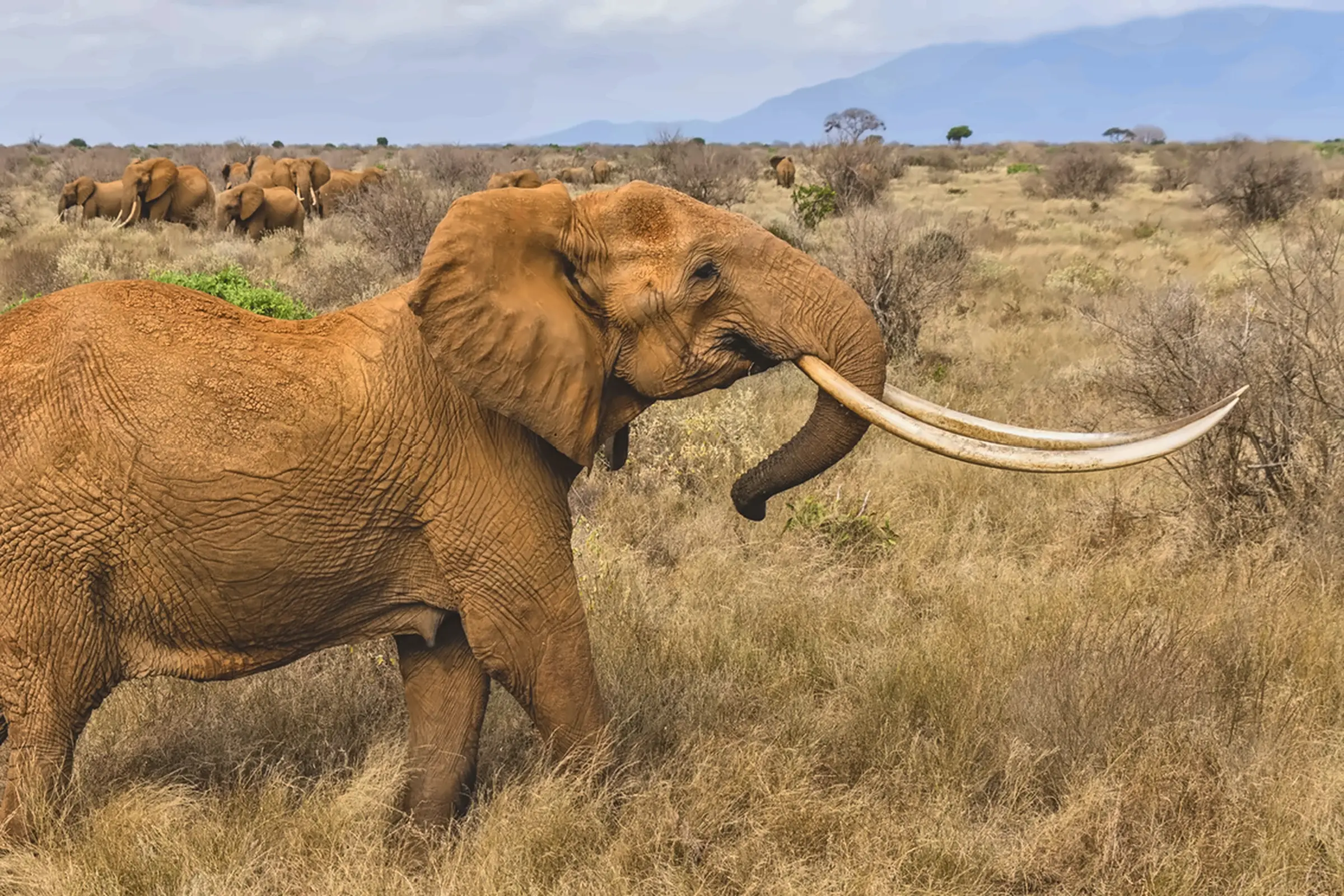 Super-tusker elephant illustrating conservation journeys in Kenya
