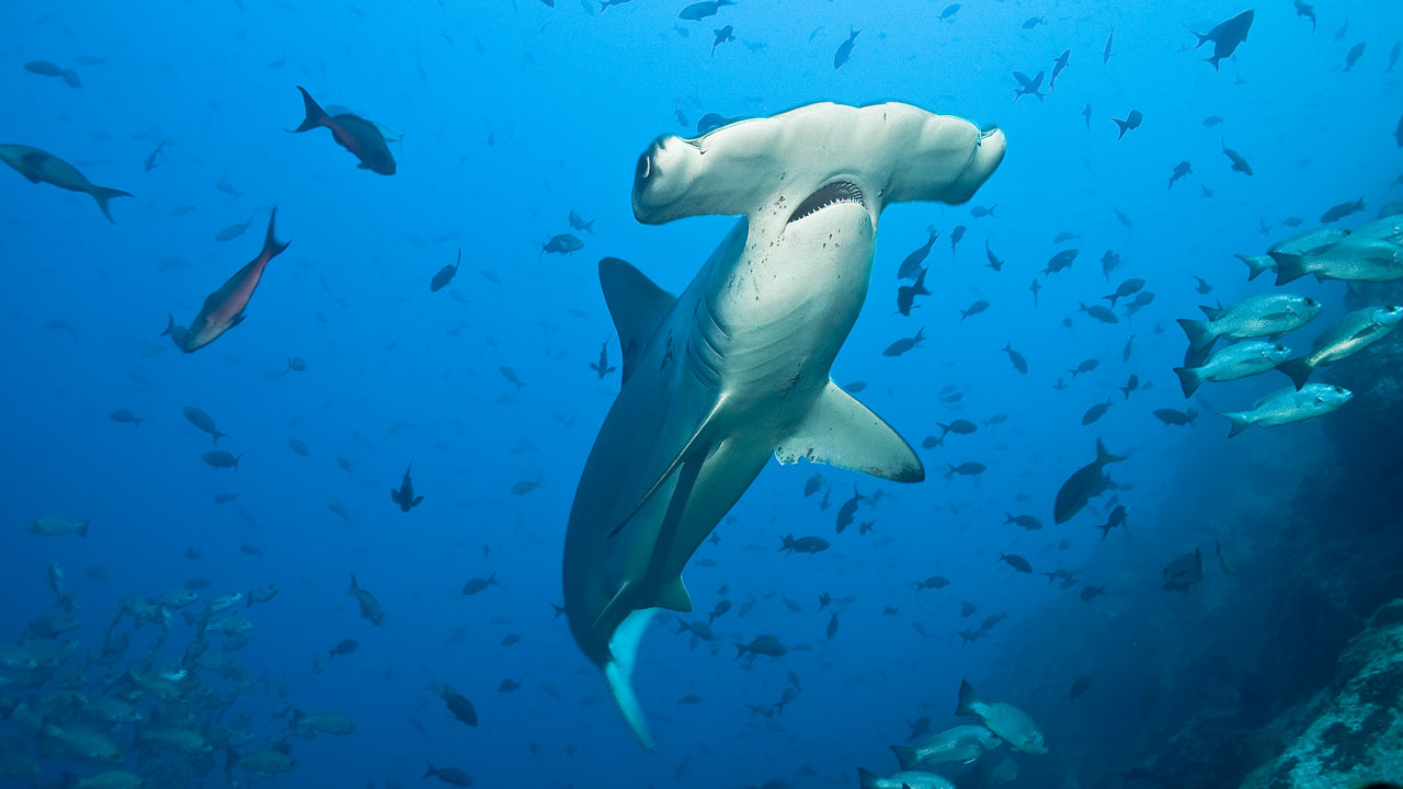 Hammerhead shark, illustrating marine conservation research in Golfo Dulce, Costa Rica