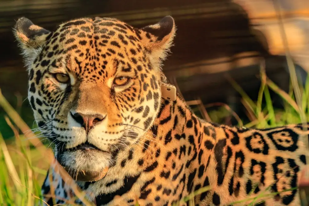 Jaguar, illustrating the rewilding journey in Iberá, Argentina