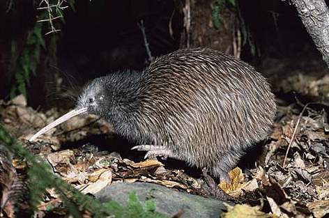Kiwi bird, illustrating nocturnal wild-kiwi tracking in New Zealand