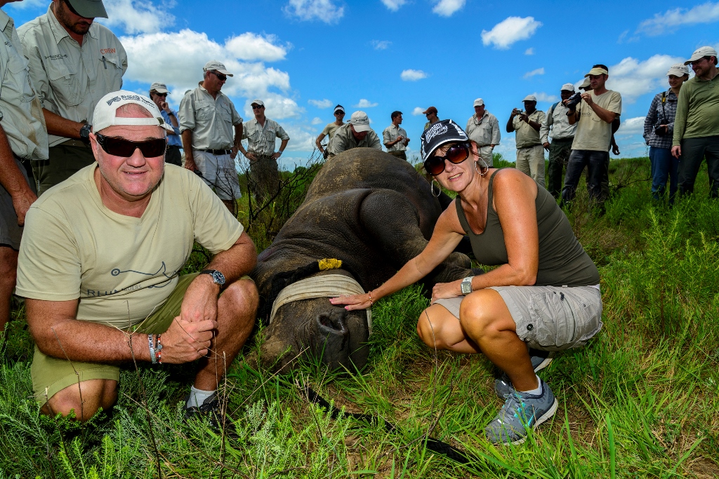 Rhino with conservationists, illustrating a relocation conservation safari from South Africa to Botswana