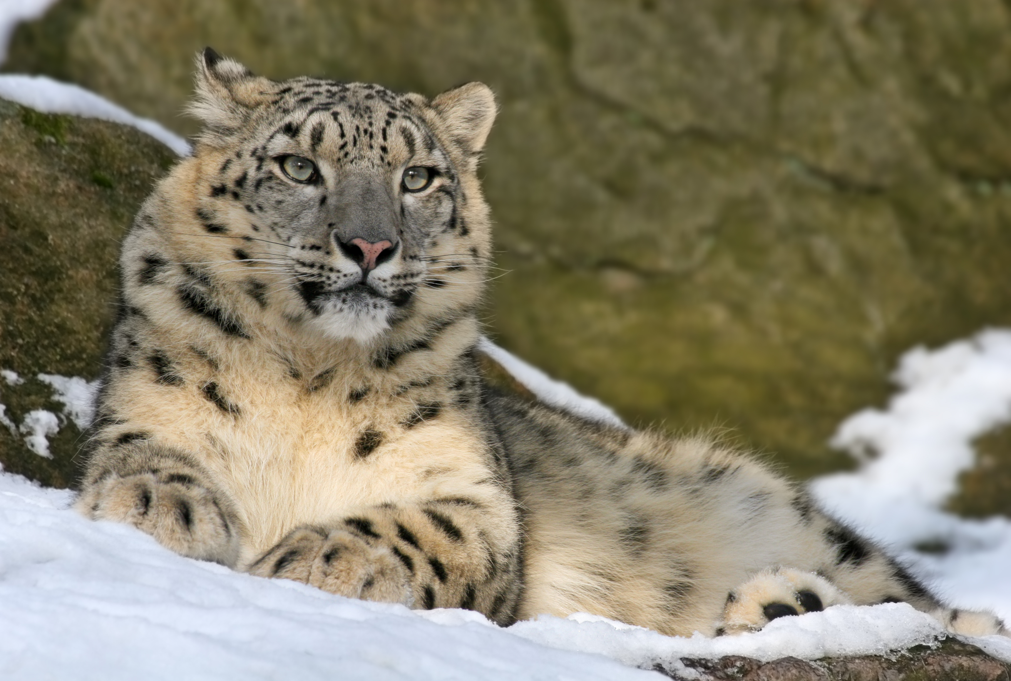 Snow leopard illustrating the conservation journey in Ladakh, India