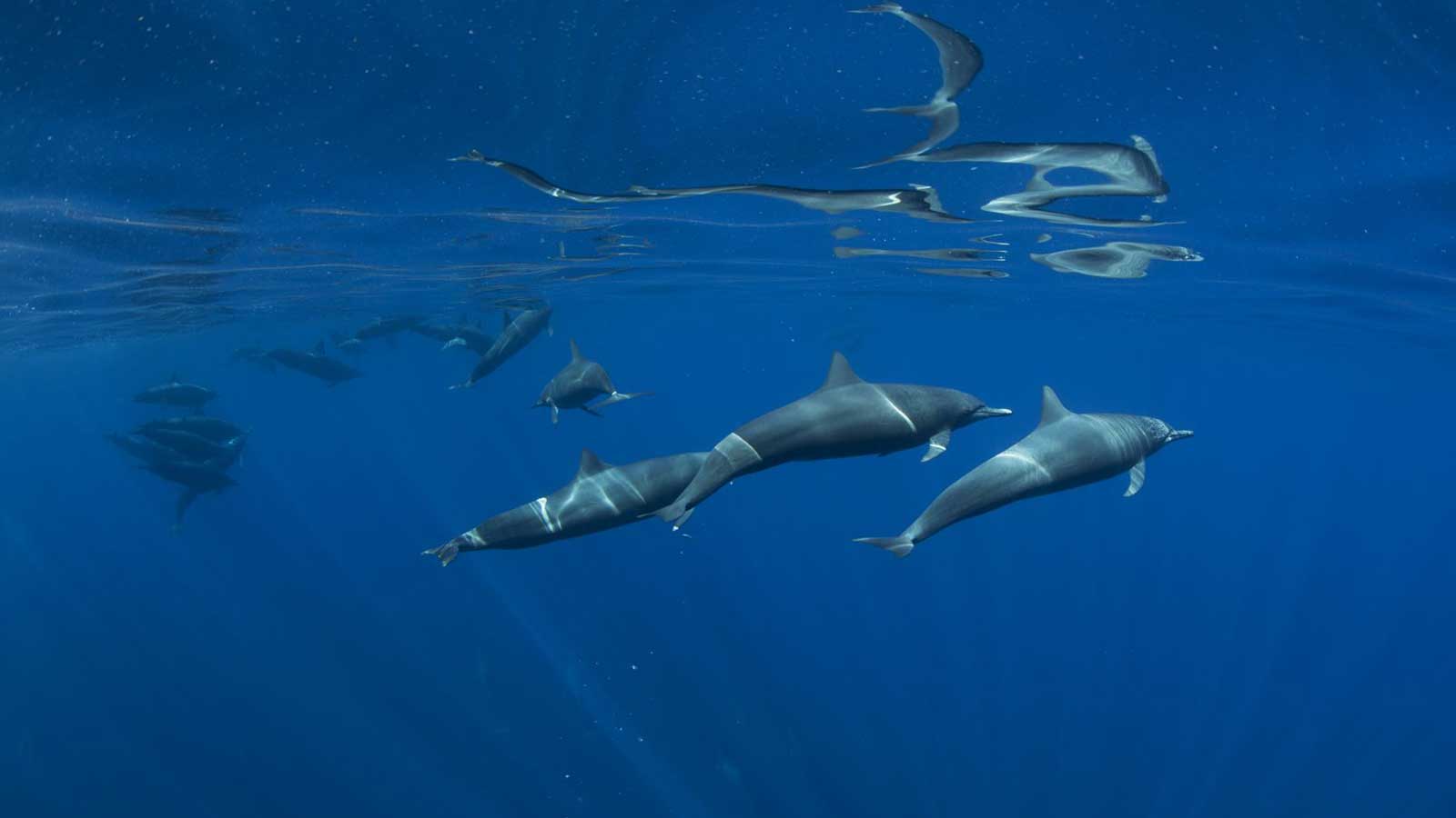 Spinner dolphins, illustrating a marine conservation encounter off Costa Rica