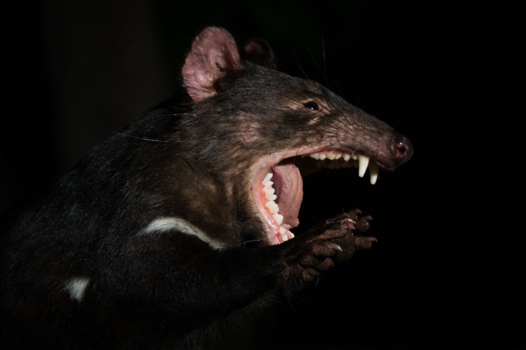 Tasmanian devil, illustrating a wildlife conservation encounter in Australia